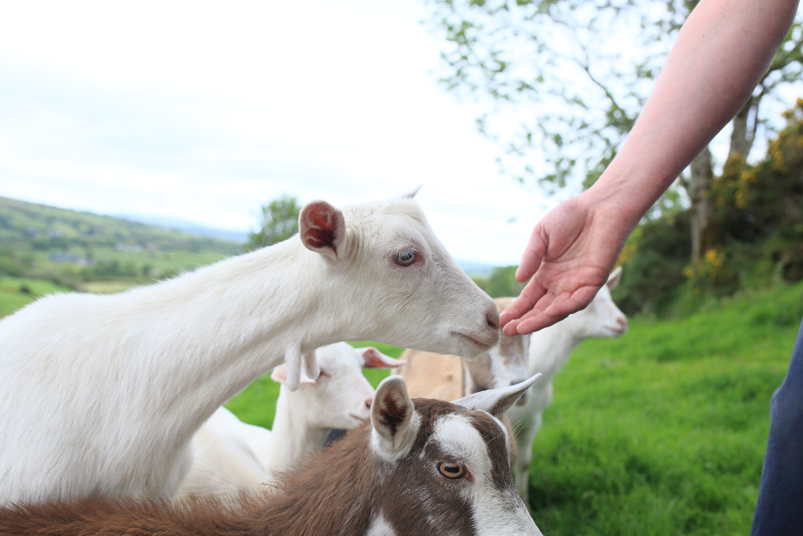 Goats at Craigbane Goat Farm, Sperrin Mountains, Co. Derry